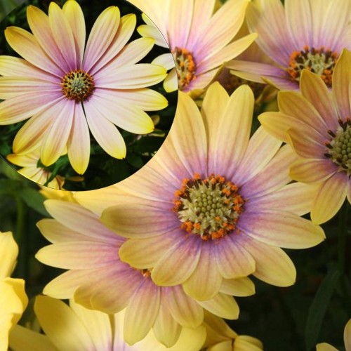 Osteospermum ecklonis 'Erato® Lemon Pink' - Eckloni kuldkakar 'Erato® Lemon Pink' P9/0,55L